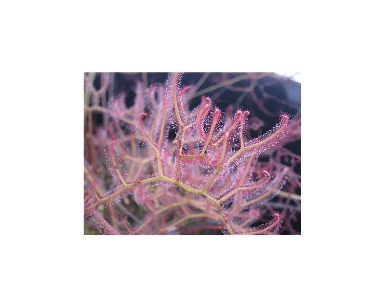 Drosera binata var multifida pink