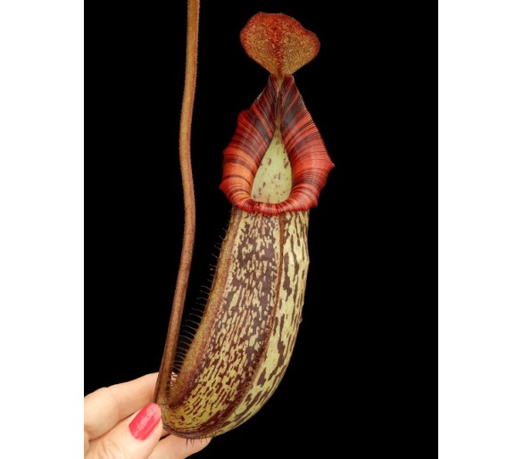Nepenthes spectabilis x bongso