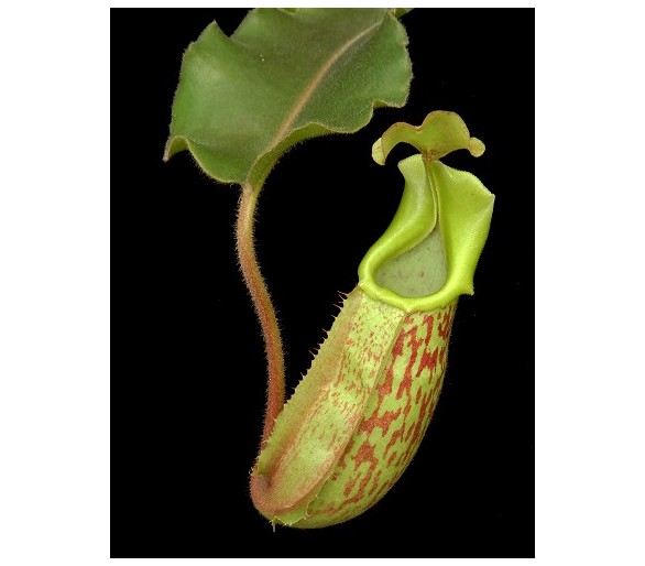 Nepenthes veitchii x maxima