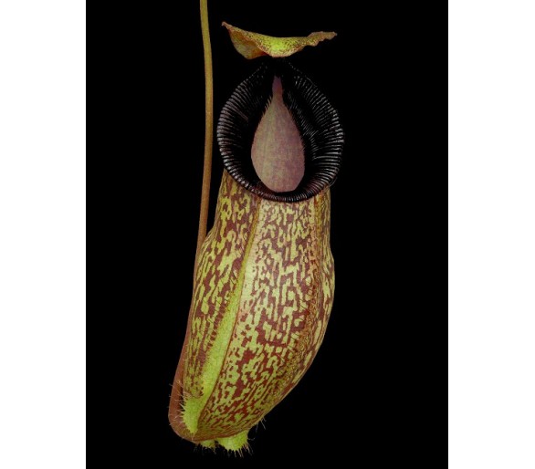Nepenthes (aristolochioides x spectabilis) x hamata cv Lumut