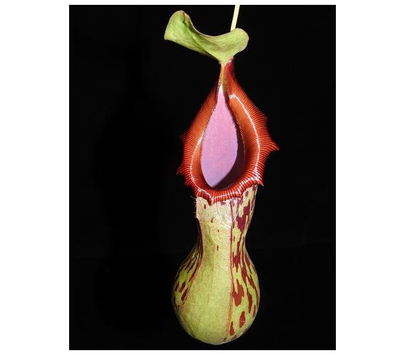 Nepenthes burkei
