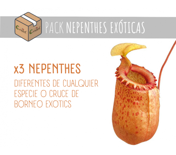 Pack 3 x Nepenthes EXÓTICAS