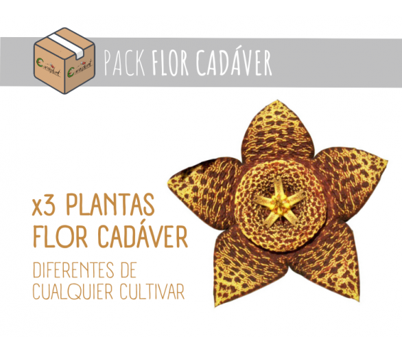 Pack 3 x Flor Cadáver MIX