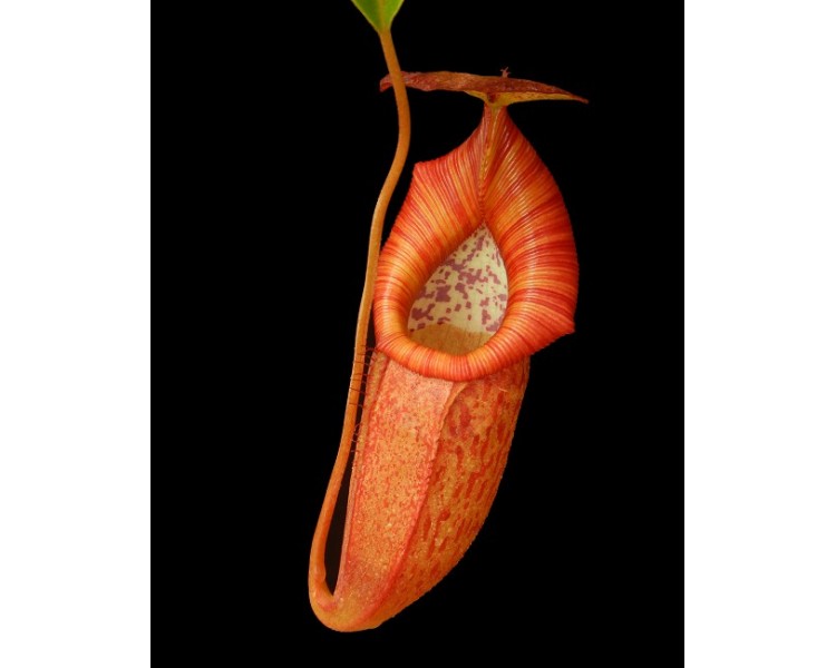 Nepenthes petiolata x flava