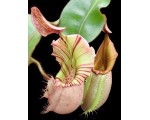 Nepenthes veitchii | Bareo