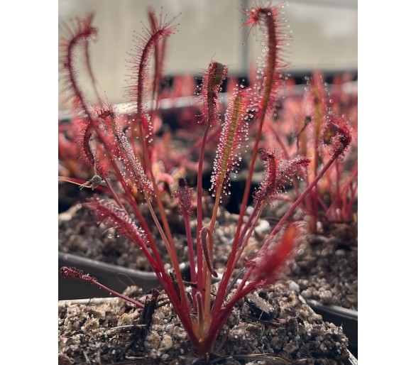 Drosera capensis "All red"