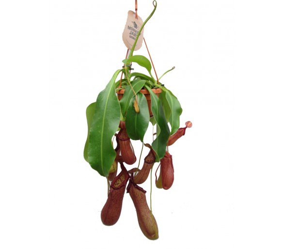 Nepenthes x "Rob"